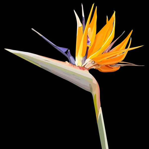 Hintergrund mit Strelitzia reginae — Stockvektor