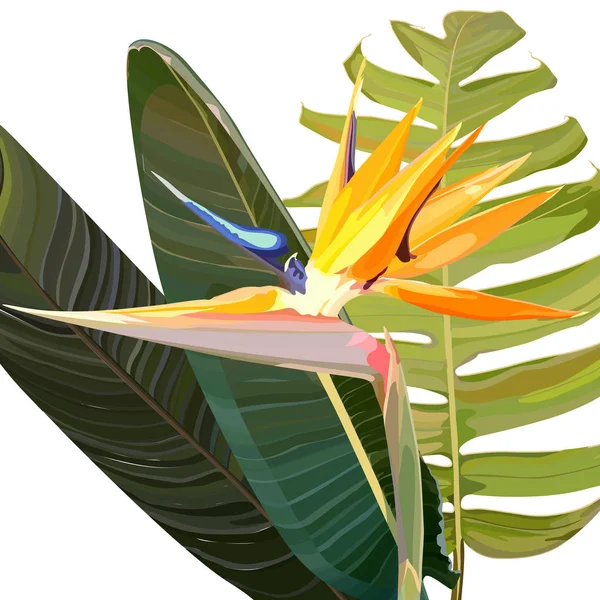 Bakgrund med Strelitzia reginae — Stock vektor