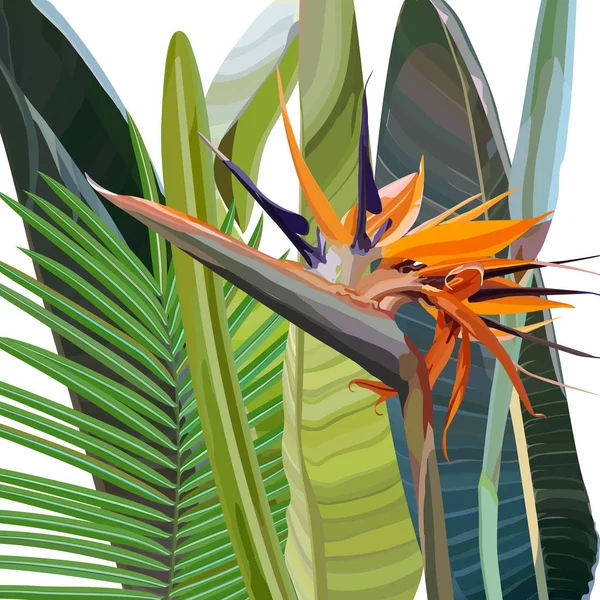 Baggrund med Strelitzia Reginae – Stock-vektor