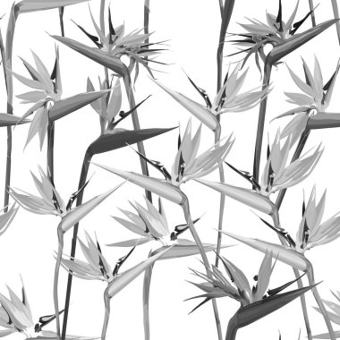 Strelitzia Reginae ile kesintisiz arka plan