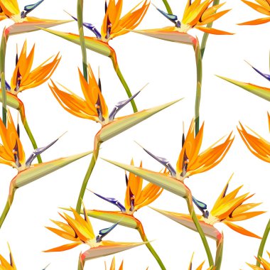 Strelitzia Reginae ile kesintisiz arka plan