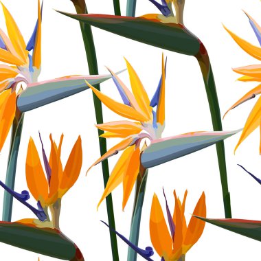 Strelitzia Reginae ile kesintisiz arka plan