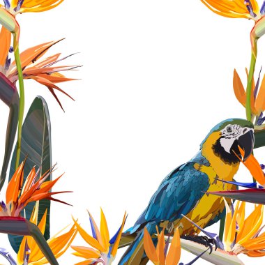 Strelitzia Reginae ile Çerçeve