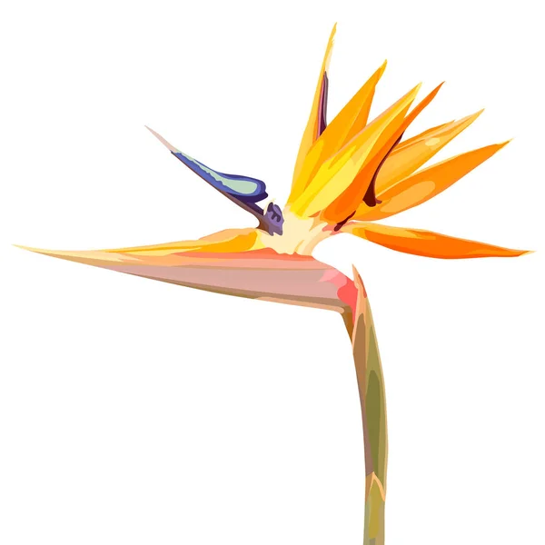 Bakgrund med Strelitzia reginae — Stock vektor