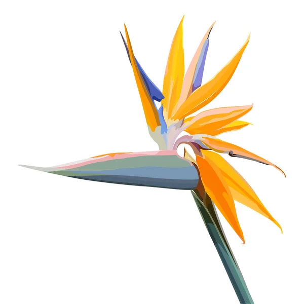 Hintergrund mit Strelitzia reginae — Stockvektor