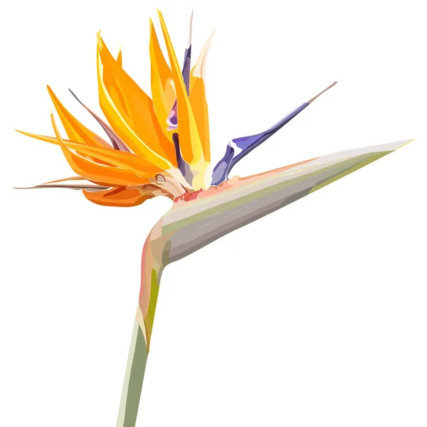 Hintergrund mit Strelitzia reginae — Stockvektor