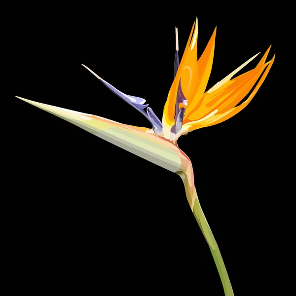 Предпосылки / контекст: Strelitzia Reginae — стоковый вектор