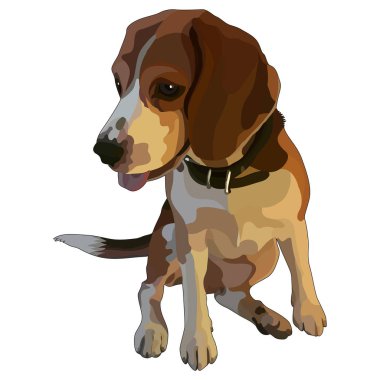 kahverengi beagle