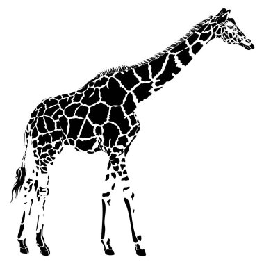 Vektör içinde gerçekçi zürafa