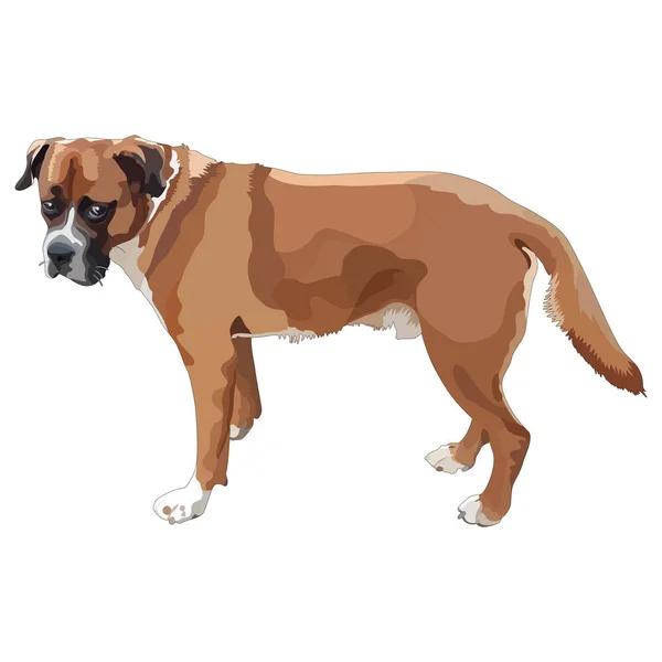 Boxer — Image vectorielle