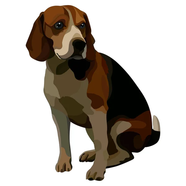 Beagle marrón — Vector de stock