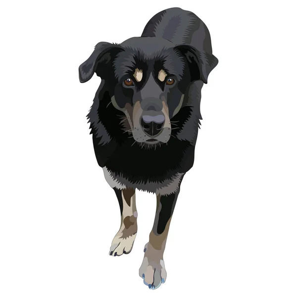 Perro de raza — Archivo Imágenes Vectoriales