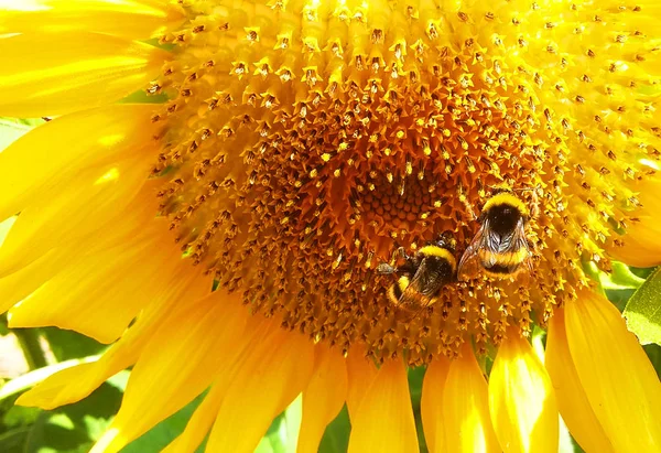 Una Grande Ape Girasole Giallo — Foto Stock