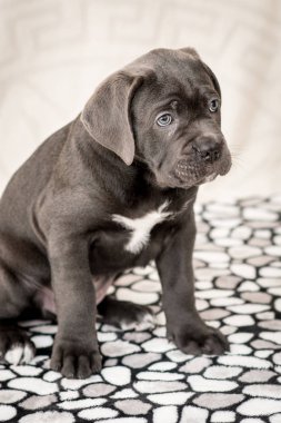 Köpek yavrusu köpek doğurmak Cane Corso düz bir yüzeye oturur
