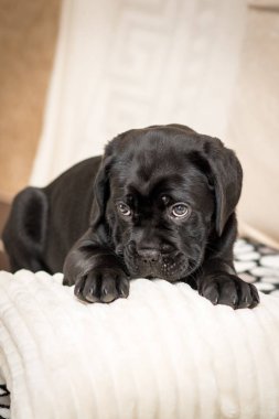 Sevimli Cane Corso köpek köpek bir yastık üzerinde yatıyor ve uzak görünüyor