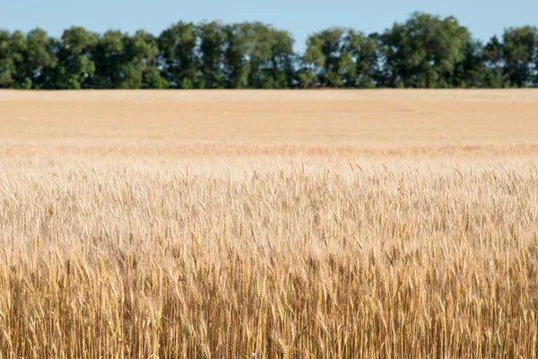 Ripe Wheat Field Trees Blur Horizon — Stock Photo, Image