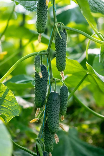 Fructe Castravete Coapte Plantă Într Seră Agricultură — Fotografie, imagine de stoc