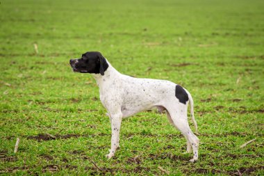 Köpek, Overno Bracque, yan görünüm bir ayakta pozisyonda bir cins. Alan.