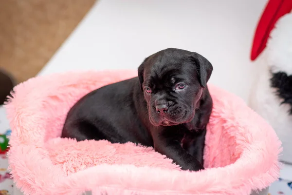 Szczeniak Pies Rasy Cane Corso Światło Solarium Różowe Ładny Wygląd — Zdjęcie stockowe