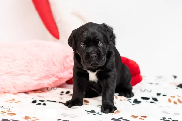 Kis Kutya Tenyészt Cane Corso Egy Nagy Hatalmas Energikus Felépítésű — Stock Fotó