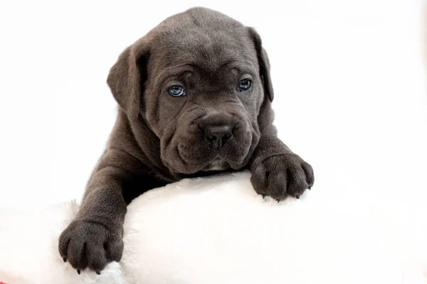 강아지 개 품종 지팡이 골프 코스, 회색 양모, 흰색 베개에 누워 — 스톡 사진