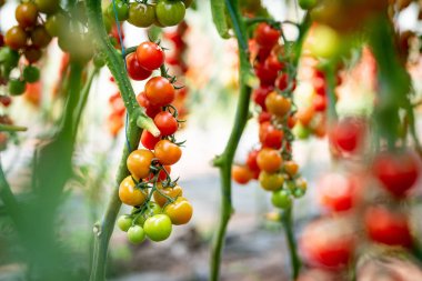 Bir serada bir çalı üzerinde kiraz domates olgunlaşma