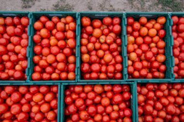 Olgun, plastik kutularda, taşınmaya hazır kırmızı domatesler. Yukarıdan görüntüle