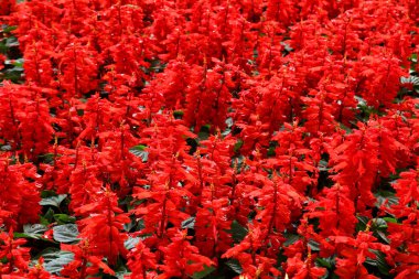 Desen kırmızı çiçekler 