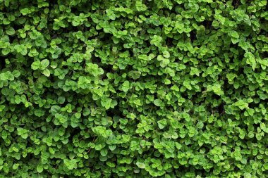 Yeşil yaprakları desen / doğal desen arka plan