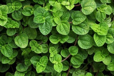 Yeşil yaprakları desen / doğal desen arka plan