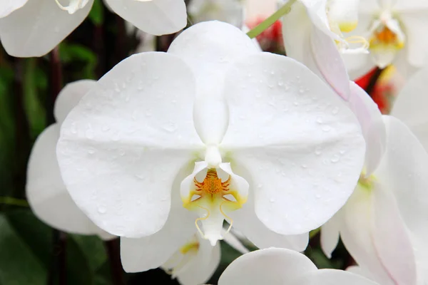 Hermosa Flor Orquídea Blanca Con Gotas Agua — Foto de Stock