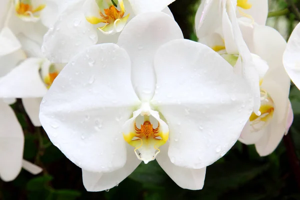 Hermosa Flor Orquídea Blanca Con Gotas Agua — Foto de Stock