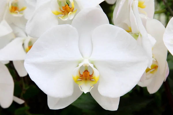 Hermosa Flor Orquídea Blanca — Foto de Stock