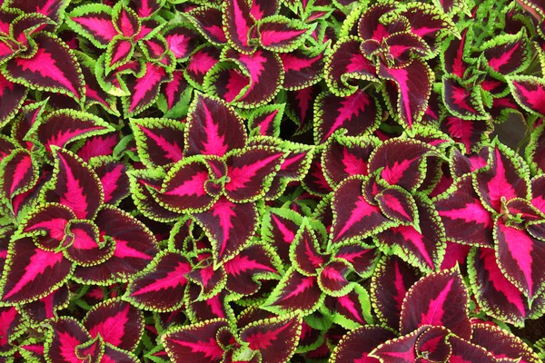 Prächtige Blätter Muster Natürliche Muster Hintergrund — Stockfoto