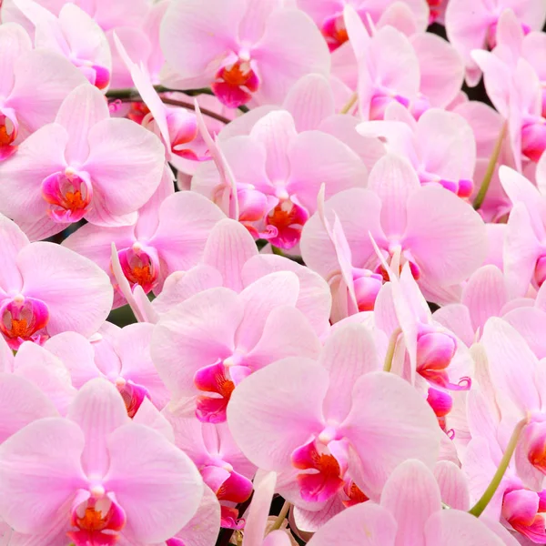 Grupo Hermoso Fondo Flores Orquídea Tropical Rosa — Foto de Stock