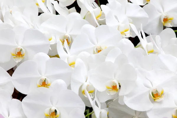Grupo Fondo Hermoso Flor Tropical Blanca Orquídea — Foto de Stock