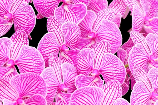 Grupo Hermoso Fondo Flores Orquídea Tropical Rosa — Foto de Stock