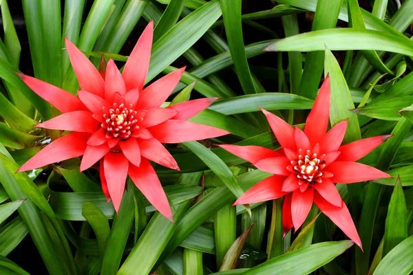 Schöne Rote Blüten Mit Grünen Blättern Garten — Stockfoto