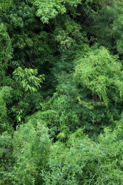 Yeşil yaprakları desen / doğal desen arka plan