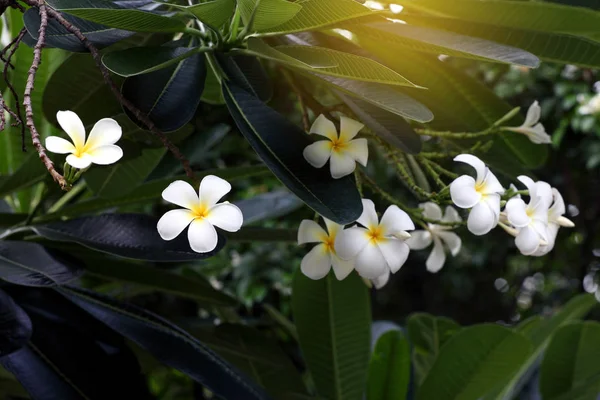 Närbild Vit Plumeria Blomma Med Gröna Blad — Stockfoto