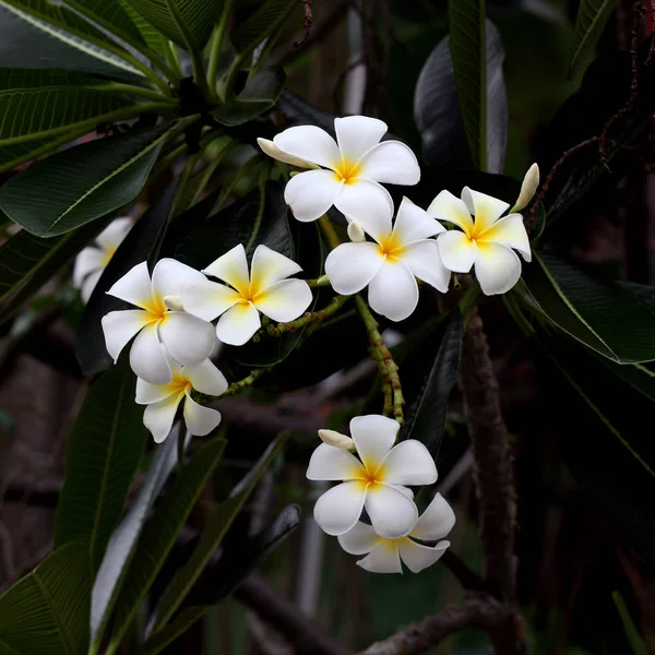 Närbild Vit Plumeria Blomma Med Gröna Blad — Stockfoto