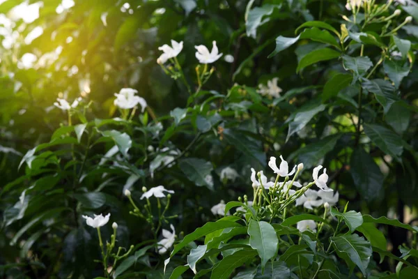 Sraženina Bílého Květu Zelenými Listy — Stock fotografie