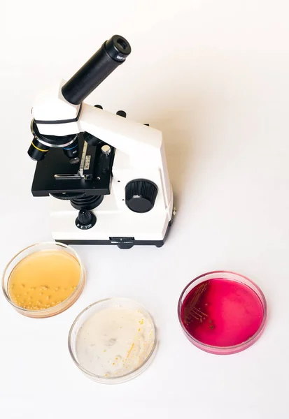 Coli Escherichia Staphylococcus Aureus Bacteriën Agar Platen Lab Microscoop Testen — Stockfoto