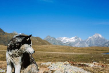 İri bir köpeğin portresi.