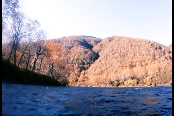 Rivière Rapide Petites Vagues Troncs Bouleau Blanc Sur Rivage — Video