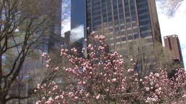 New York gökdelenleri önünde bir çiçek açan manolya ağacı.