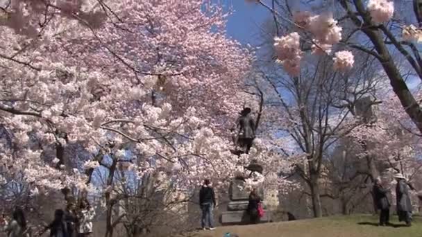 Sakura Florescente Central Park Nova York Primavera Fundo Arranha Céus — Vídeo de Stock