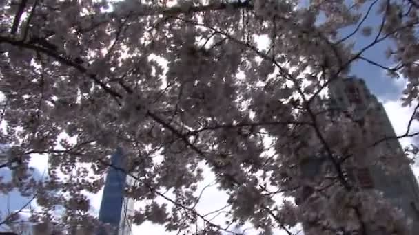 春にニューヨークのセントラルパークに咲く桜 背景には超高層ビルがあります — ストック動画