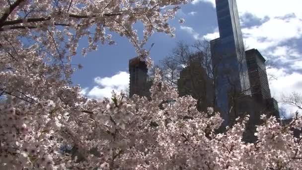 Kvetoucí Sakura Newyorském Centrálním Parku Jaře Pozadí Jsou Mrakodrapy — Stock video