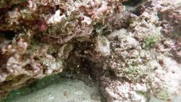 Arrecife Coral Video Bajo Agua Burbuja Aire — Vídeo de stock